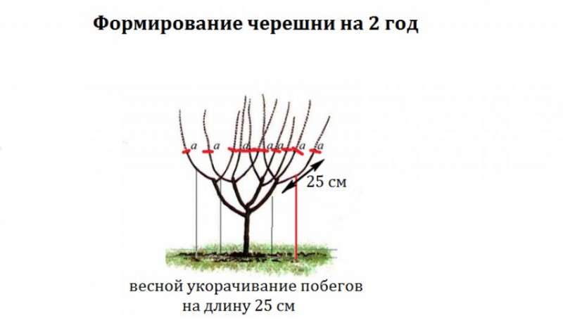 Формировка черешни kgb схема по системе