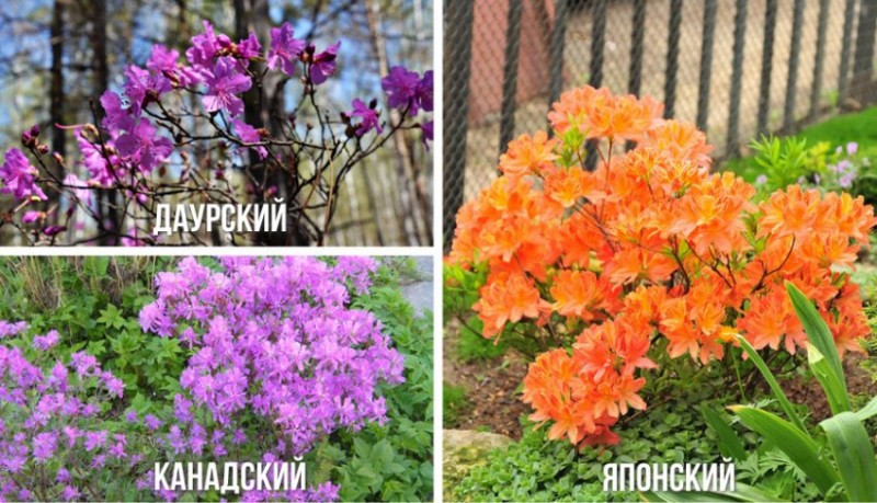Посадка рододендронов группами