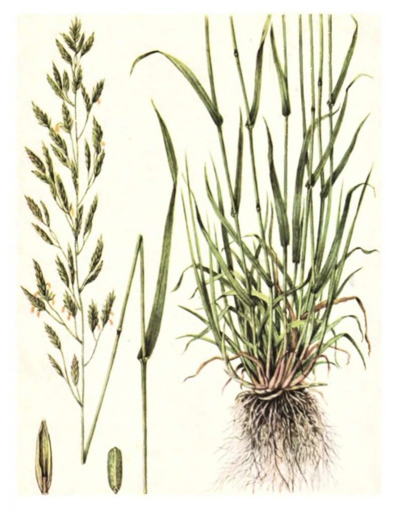 Овсяница Луговая (Festuca pratensis)