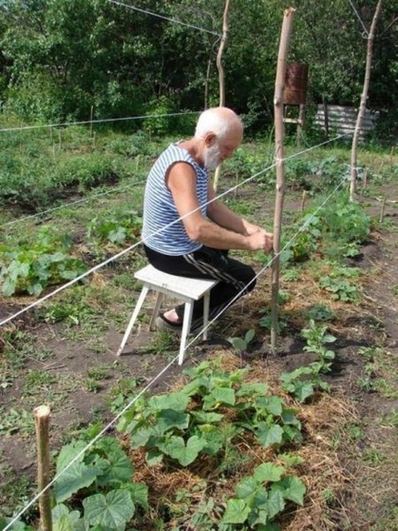 Подвязывают ли огурцы