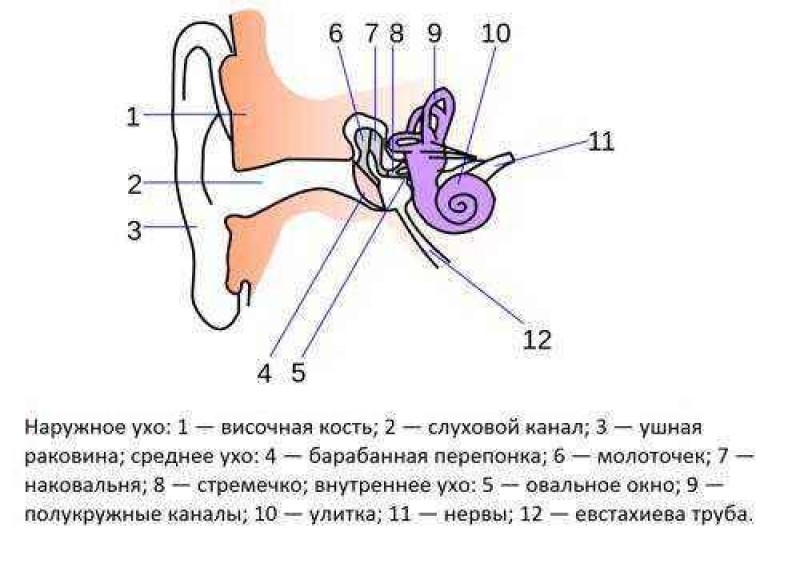 Имеется внутреннее ухо и среднее ухо. Схема строения наружного среднего и внутреннего уха. Схема среднего уха человека. Строение уха человека схема 8 класс. Строение уха человека с подписями.