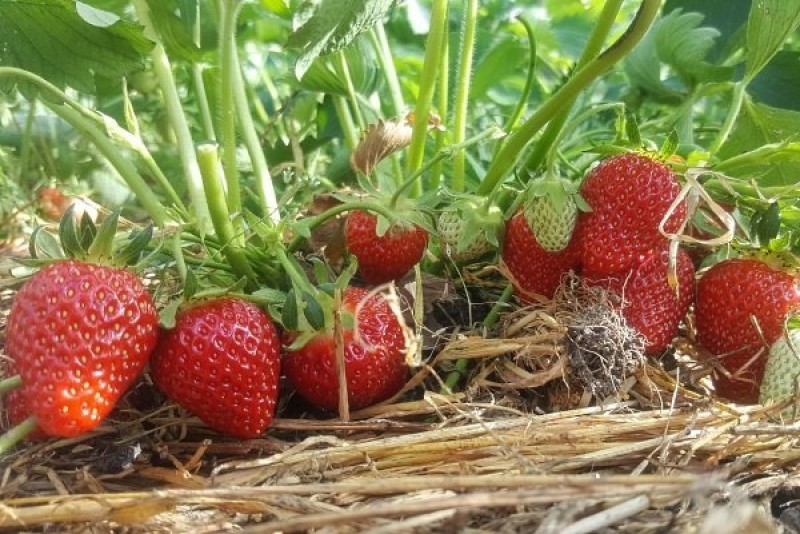 Мульчирование сорта Клери