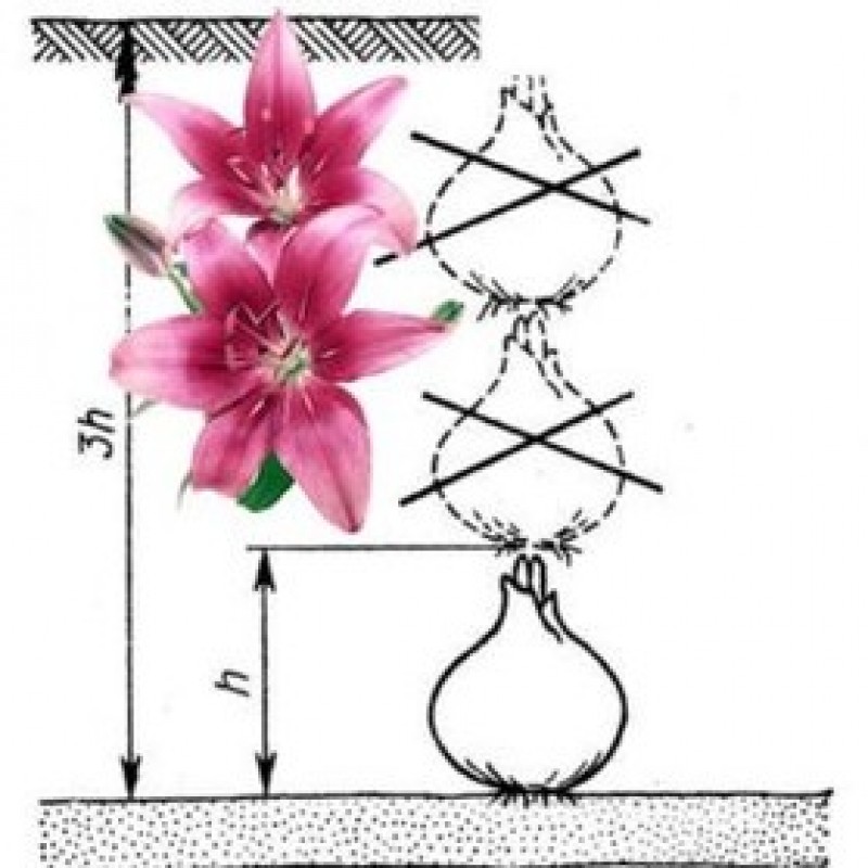 Схема посадки лилий