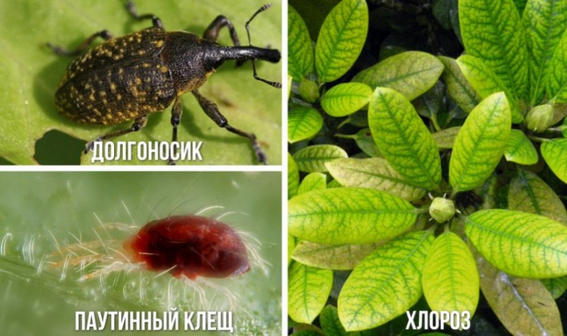 Болезни и вредители рододендона