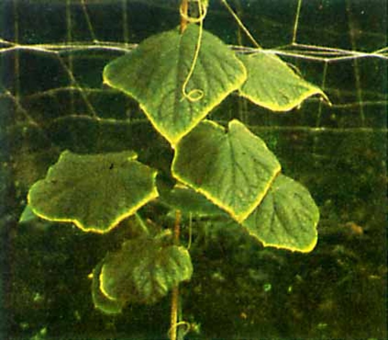 Огурцы недостаток микроэлементов. Нехватка питания у огурцов по листьям. Дефицит бора на огурцах. Нехватка питания у огурцов по листьям. Нехватка питания у огурцов по листьям.