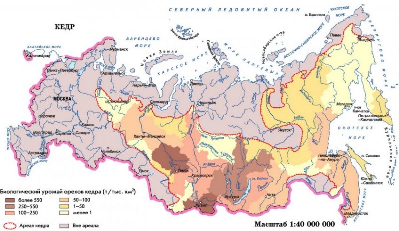 Основные зоны произрастания кедровых орехов