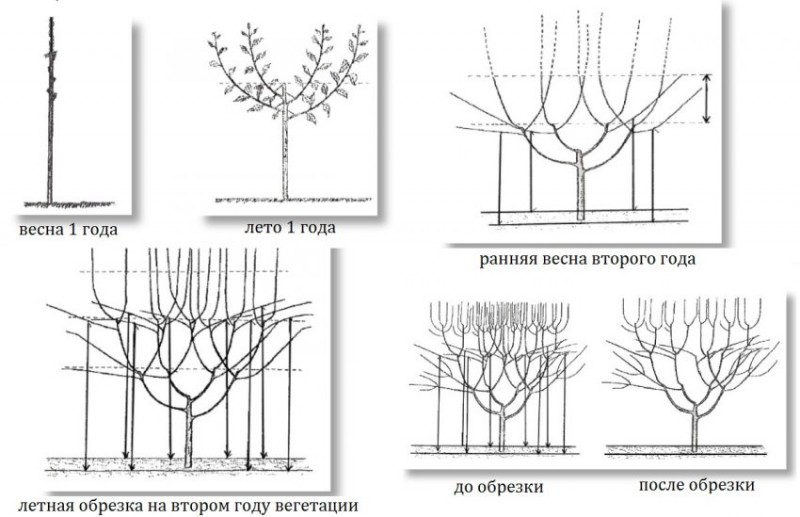 Схема формирования кроны черешни