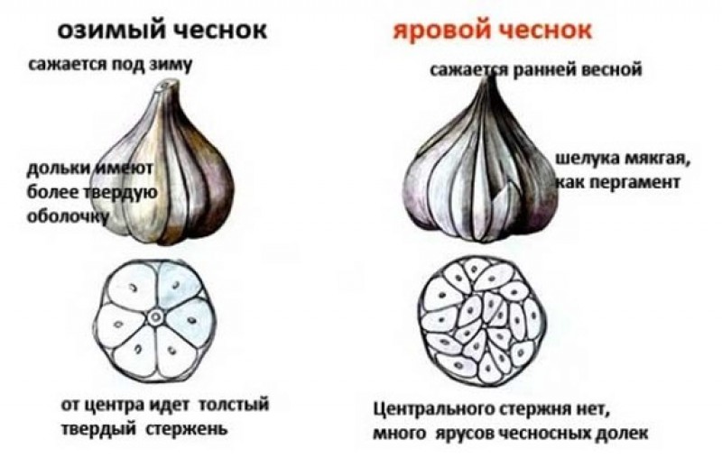 Озимый и яровой чеснок