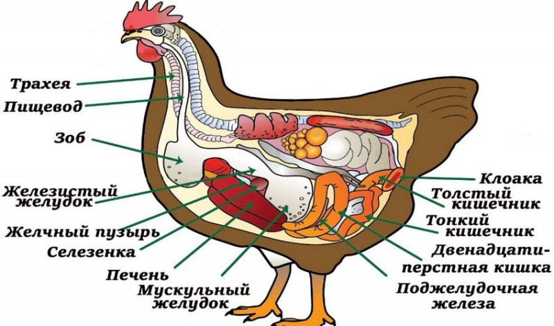 Как петух оплодотворяет курицу схема