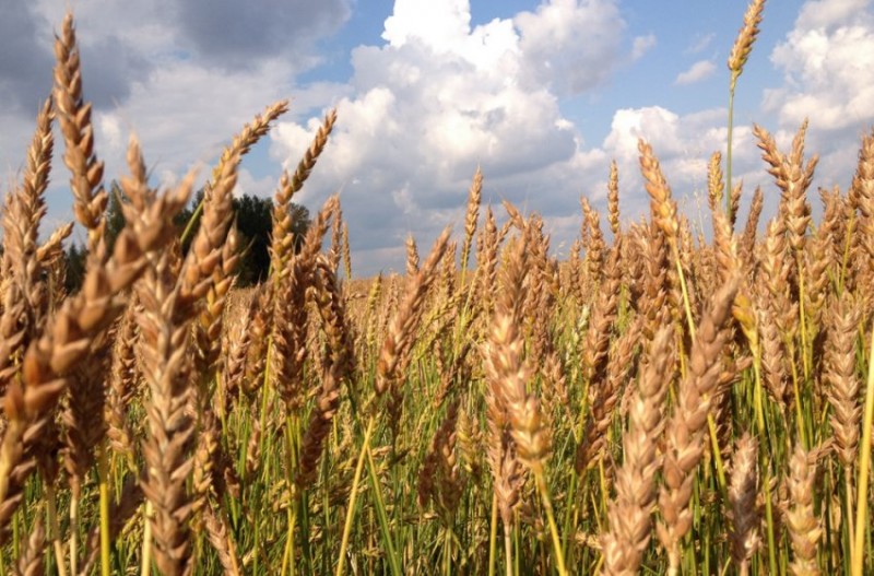Сорт пшеница безостая 100 эс. Сорт пшеницы 1 2 3. Злаковые масличные культуры. Сорт алексеич озимая пшеница. Сорт пшеницы 1 2 3.