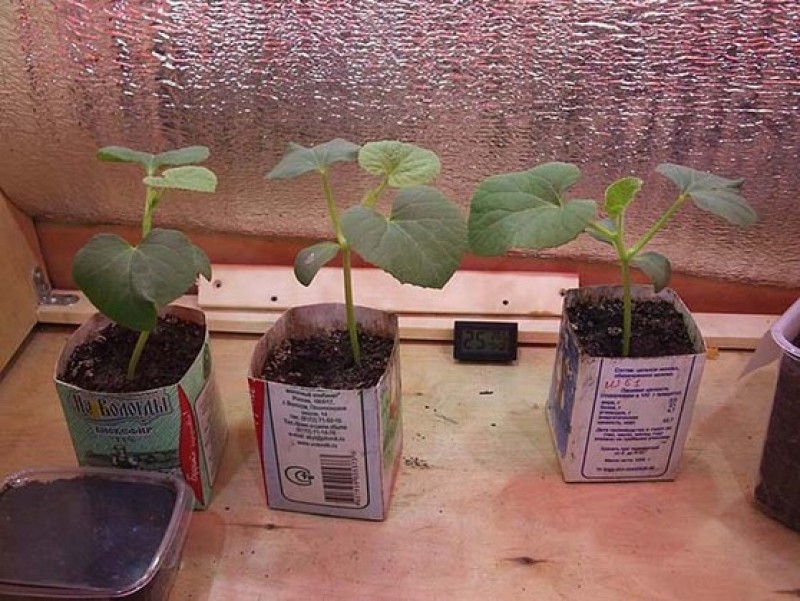 росток арбуза. рассада белокочанной капусты. рассада арбуза. высаживание рассады дыни в открытый грунт. посадка дыни на рассаду.