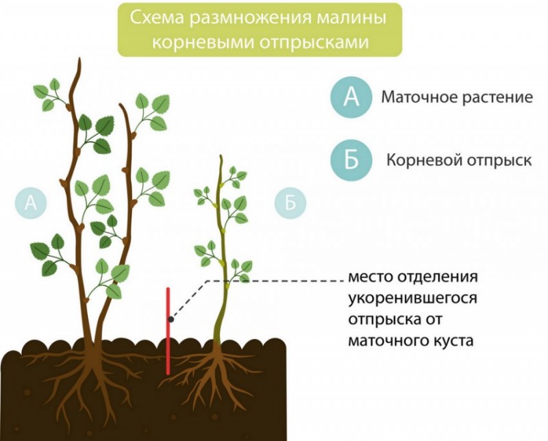 Размножение малины корневыми отпрысками