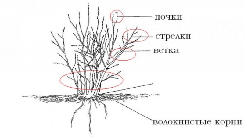 Строение куста черники