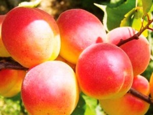 Описание сорта абрикоса Краснощекий: характеристики вкуса, качества плода и рекомендации по срокам высадки