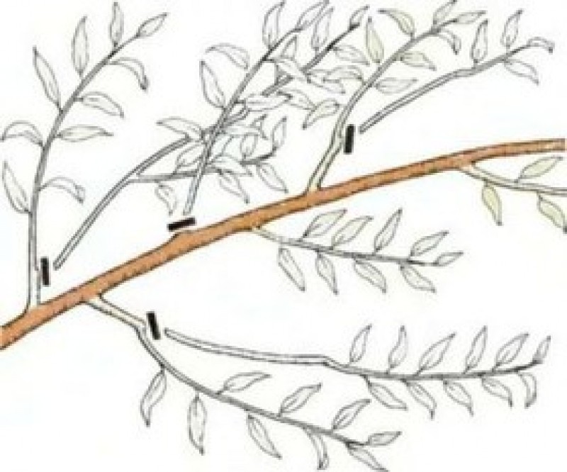 правильная обрезка персика весной схема. как правильно делать обрезку персиков. улучшенная чашевидная крона персика. схема обрезки персика весной. персик обрезка весной схема.