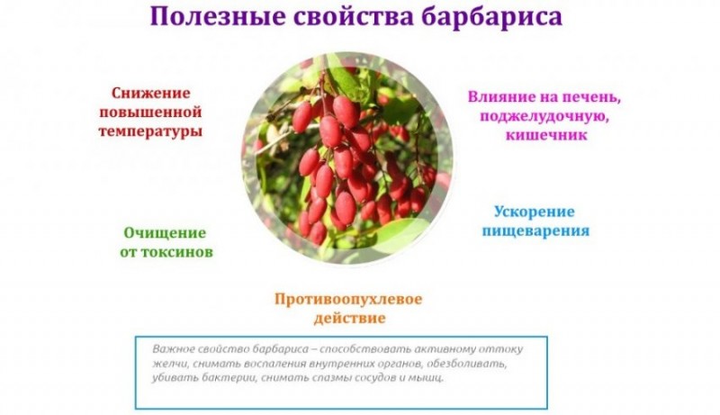Свойства барбариса