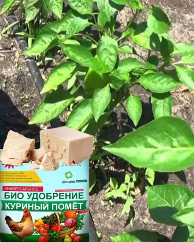 Подкормки перца в теплице по фазам развития. Чем подкормить помидоры в июле в теплице. Удобрение для перцев в июле. Подкормка для перцев в открытом грунте. Удобрение для перцев в июле.