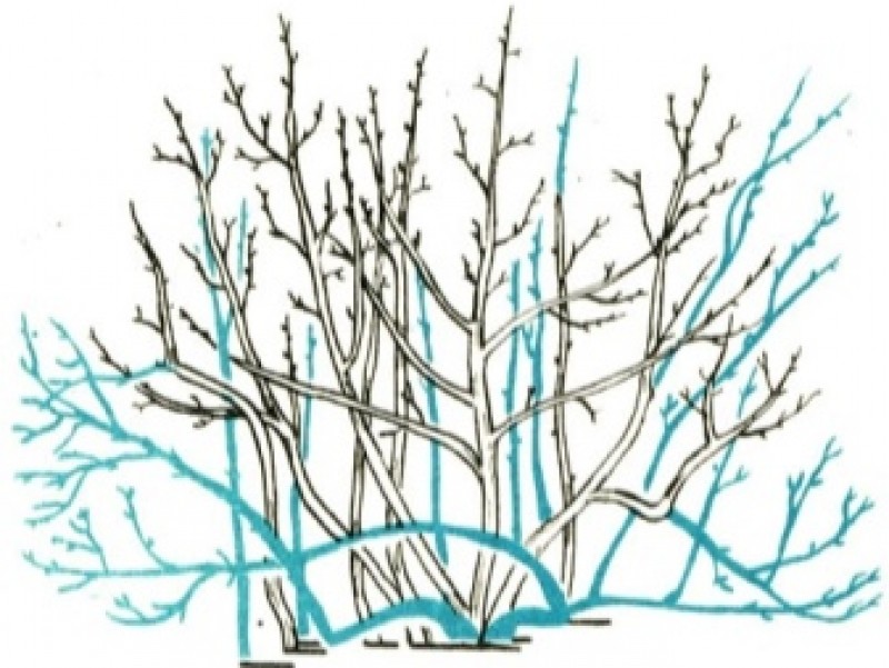 Как обрезать жимолость весной для начинающих схемы с подробным описанием