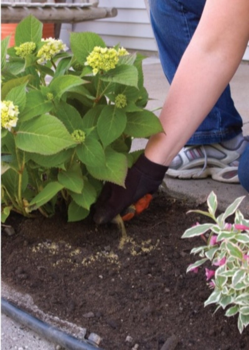 Пересаживание гортензии садовой. Осенняя пересадка гортензии метельчатой. Пересаживание гортензии садовой. Пересаживание гортензии садовой. Пересадка гортензии.