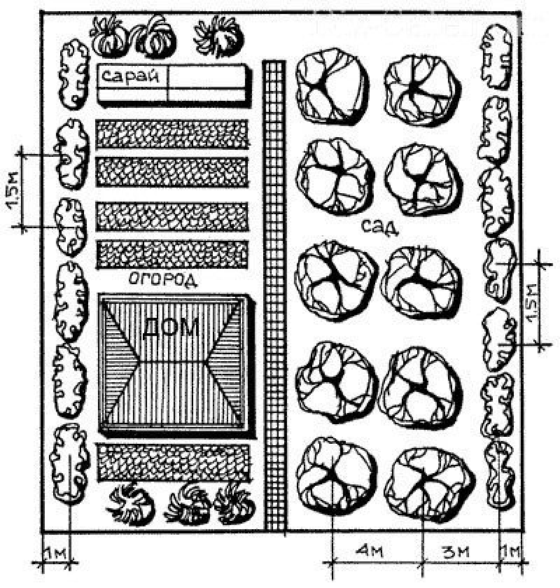 Расположение плодовых деревьев в саду схема