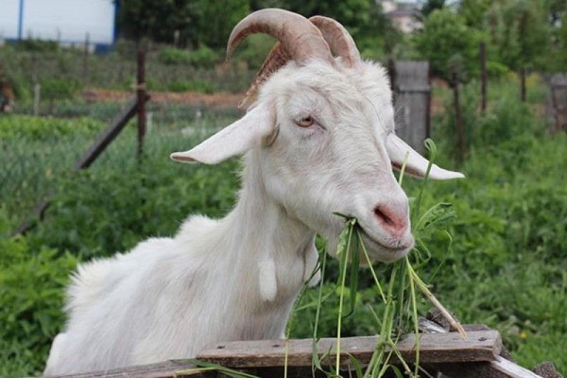 Хильта козлиха. Смешные козочки. Козел goat. Красивый козлик. Коза ест капусту.