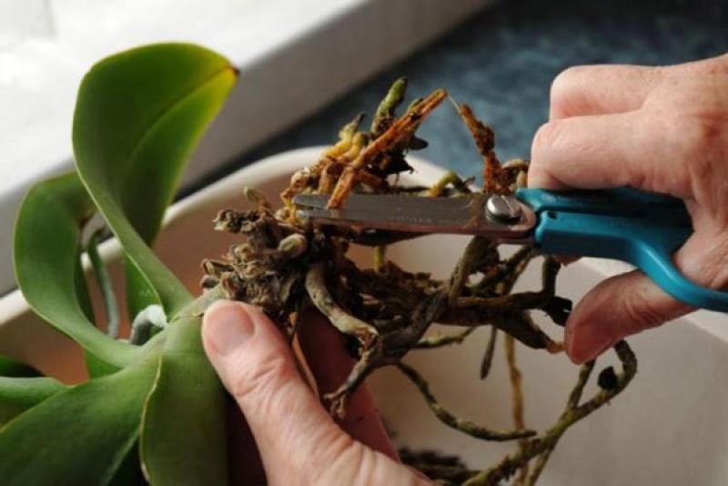 Чем обработать орхидею при пересадке