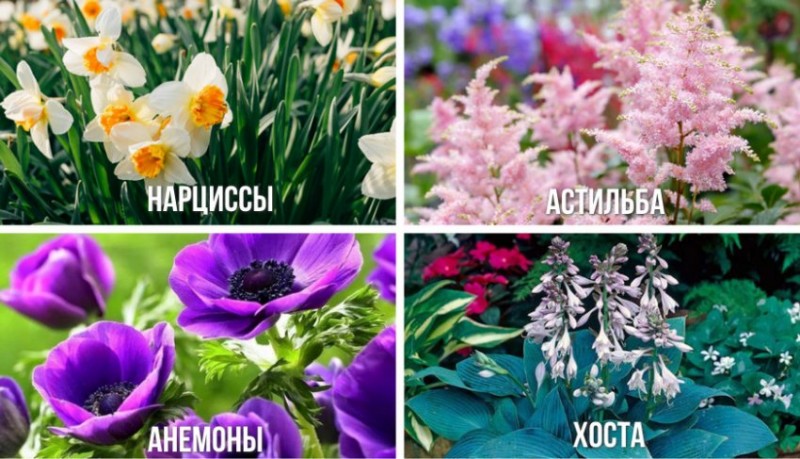 Посадка рододендронов группами
