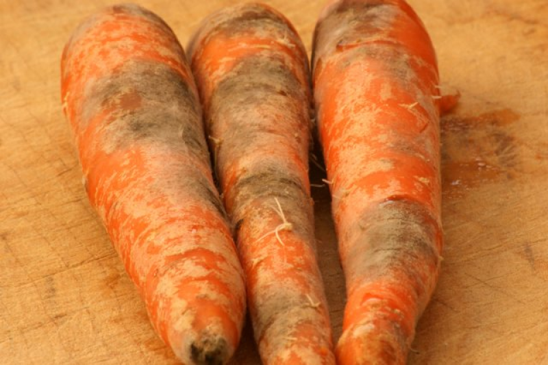 Рогатая морковь. Корявая морковь. Морковь треснутая.