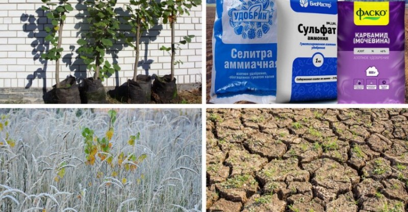 Причины отсутствия плодоношения фундука