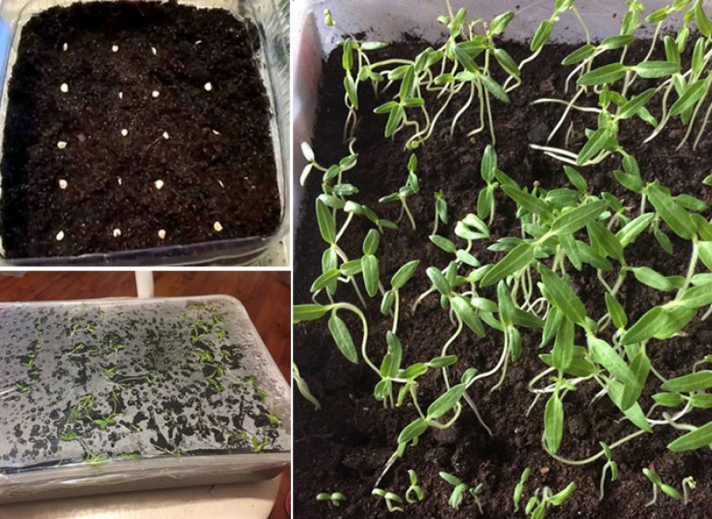 дата посадки рассады. всходы семян томатов. сирень амурская посадка семенами выращивание. рассада помидор. посев томатов в сибири.