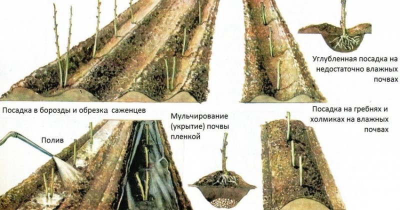 Посадка малины траншейным способом