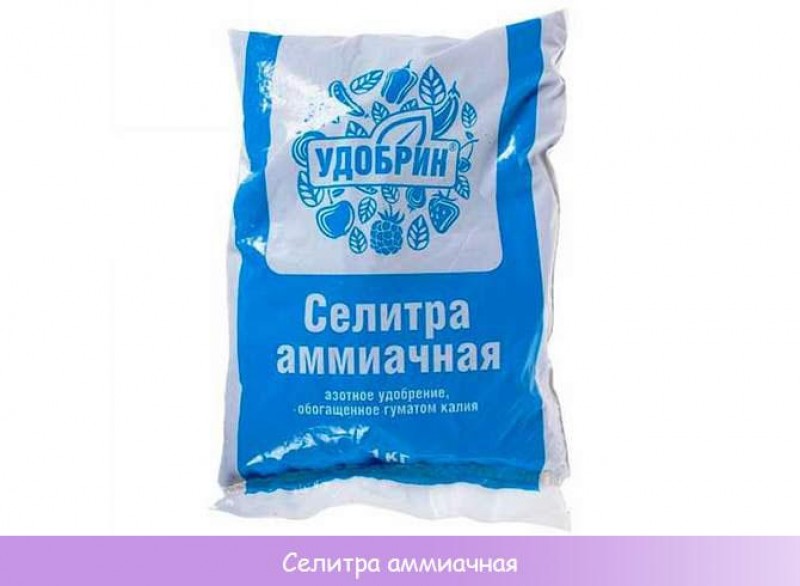 Чем подкормить хвойные весной