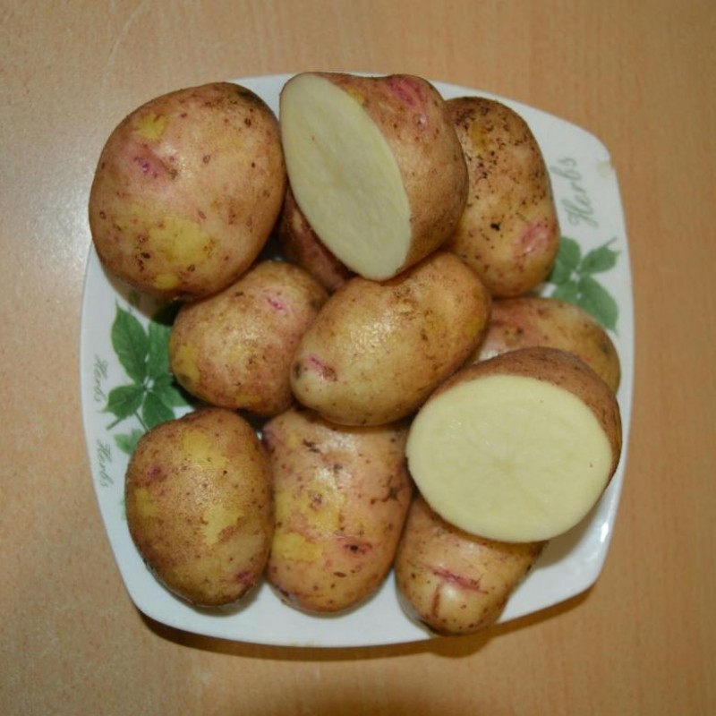 Картофель Сакура