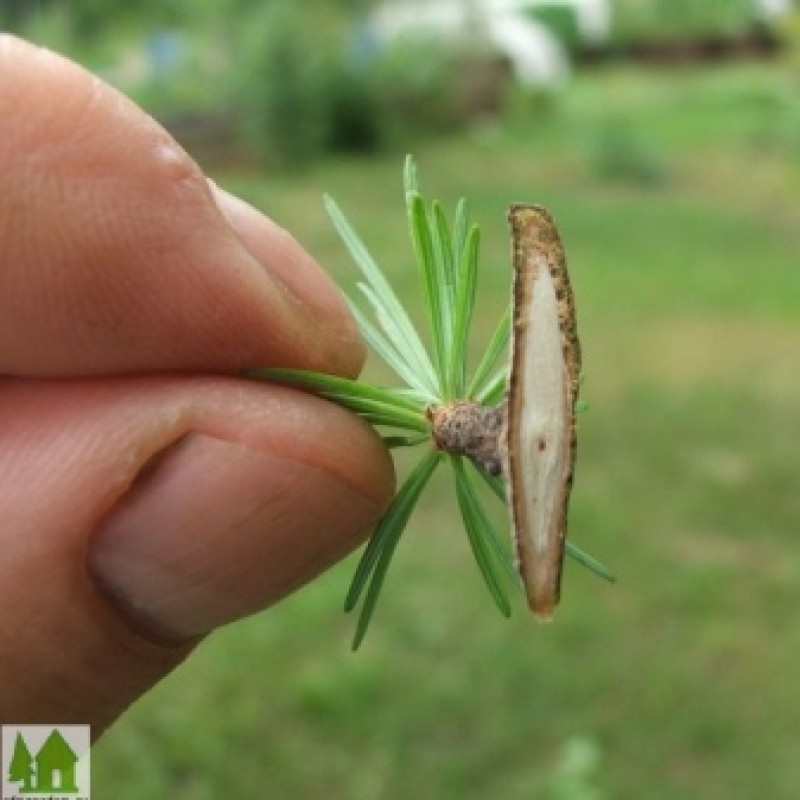 лиственница европейская размножается. лиственница способы размножения. лиственница размножается. лиственница способы размножения. лиственница европейская характерные признаки голосеменных.