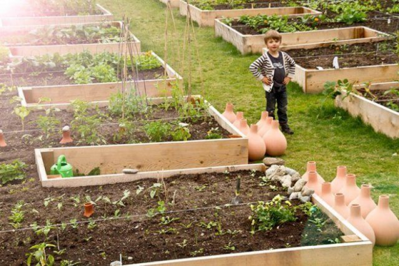 Полили 12 грядок с овощами. Огород грядки с овощами. Пермакультура соседство овощей. Полили 12 грядок с овощами. Оригинальные грядки для дачи.