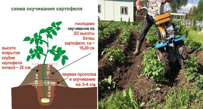 Когда нужно окучивать картофель. Правильное окучивание картофеля. Окучивание картофеля схема. Высота окучивания картофеля. Рыхление картофеля.