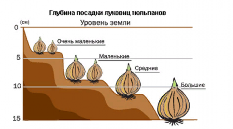 Схема посадки нарциссов осенью в грунт