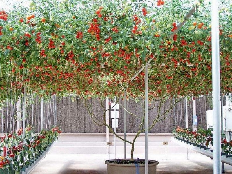 помидорное дерево спрут. томат спрут f1. помидорное дерево спрут-черри. сорт помидор помидорное дерево. помидоры растущие деревом.