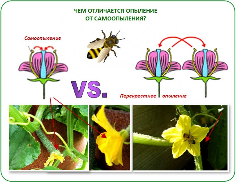 Огурцы опылители. Опыление растений. Самоопыляемые растения. Опыление растений самоопыление. Самоопыляющийся цветок.