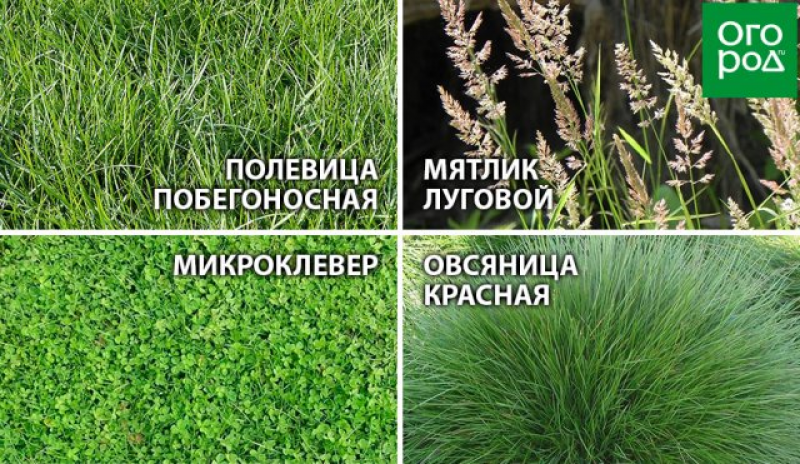 Трава сорняки картинки с надписями