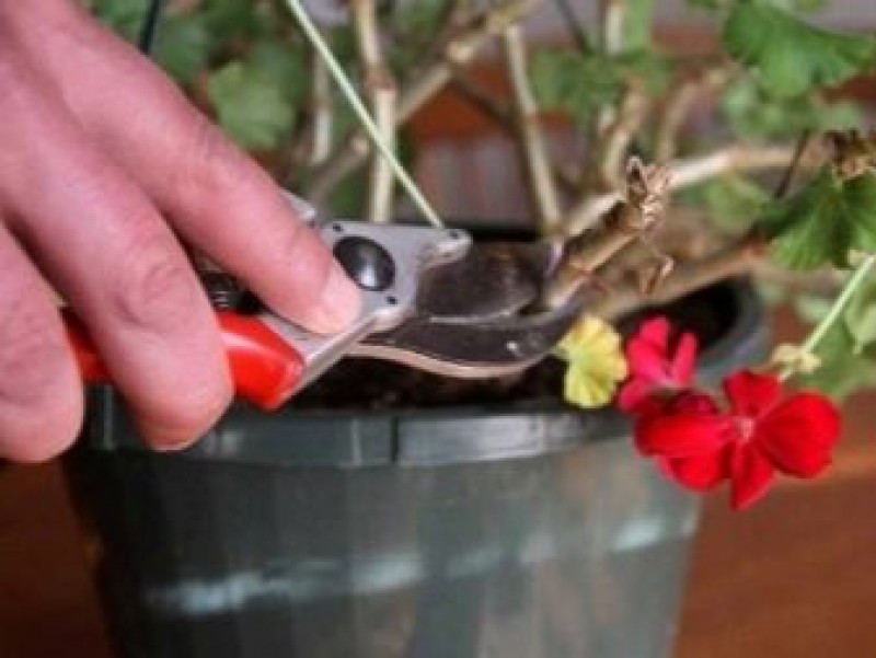 весенняя обрезка пеларгонии. пеларгония прищипывание. прищипка ампельной пеларгонии. когда обрезают герань комнатную. прищипка ампельной пеларгонии.