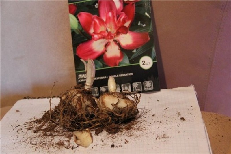 Как посадить луковицу лилии весной