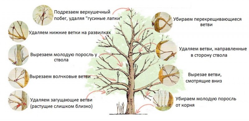 Как обрезать плодовое дерево