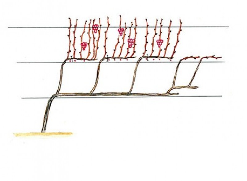 Горизонтальный кордон винограда схема