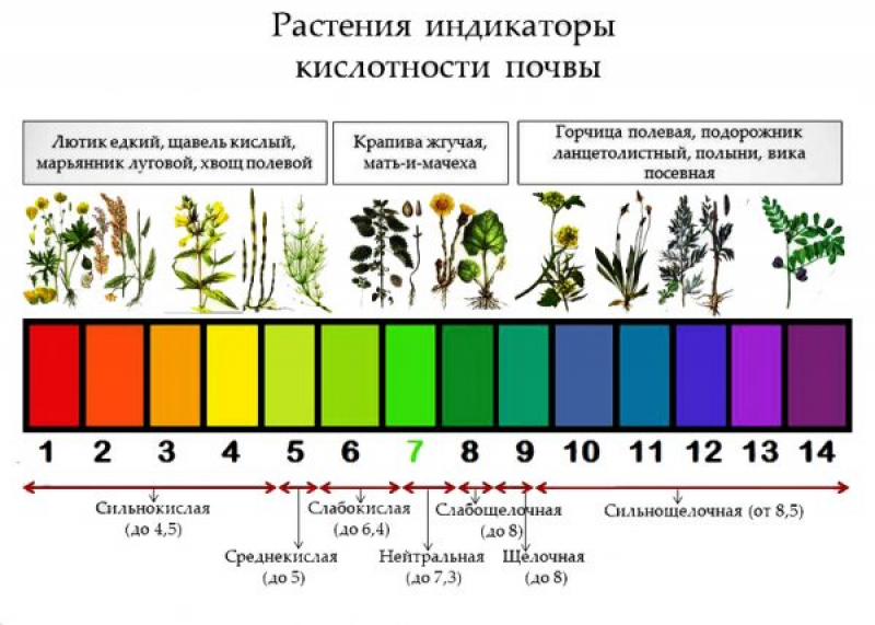 Кислотность почвы это. Растения индикаторы кислотности почвы. Растения индикаторы кислых почв. Кислотность почвы показатели PH. Кислотность почвы 8.5