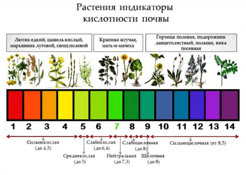 Способы определения кислотности. Растения индикаторы кислотности почвы. Растения индикаторы кислых почв. РН-шкала кислотности для растений. Таблица измерения кислотности почвы.