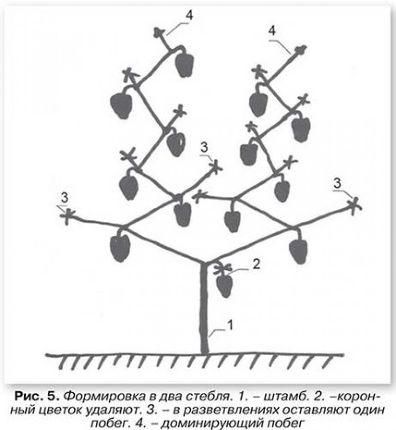 Схема пасынкования перца в теплице. Формировка перца в теплице схема. Схема пасынкования перца. Пасынкование перцев в теплице схема. Схема формирования куста перца в теплице.