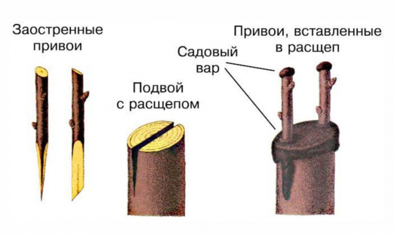 прививка абрикоса