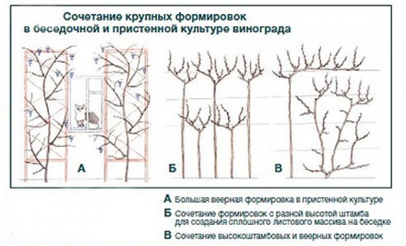 Формирование неукрывного винограда схема