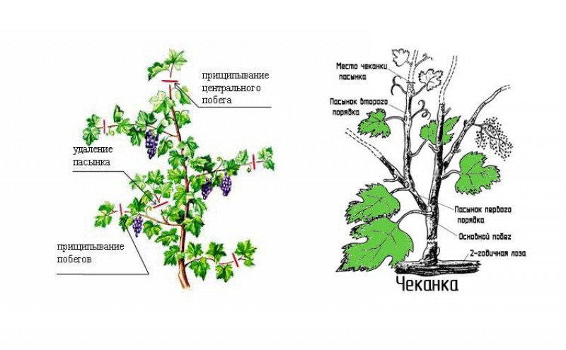 Теория чеканки и пасынкования